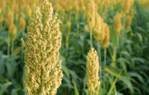 Psyllium blond